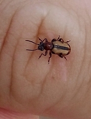 Crioceris paracenthesis