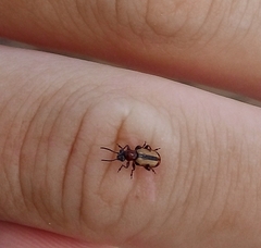 Crioceris paracenthesis