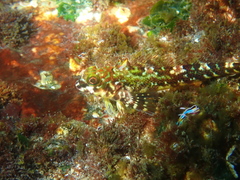 Helcogrammoides chilensis