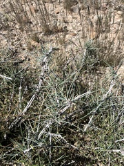 Ephedra antisyphilitica