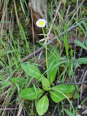 Brachyscome decipiens
