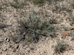 Ephedra antisyphilitica