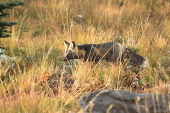 Vulpes vulpes cascadensis