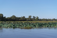 Nelumbo nucifera