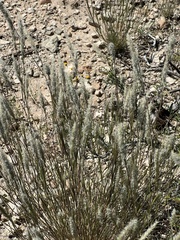 Enneapogon desvauxii