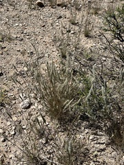 Enneapogon desvauxii