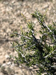 Condalia ericoides