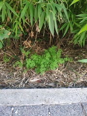 Anthriscus sylvestris