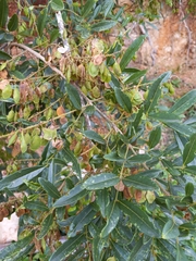 Sapindaceae