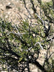 Condalia ericoides