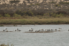 Ichthyaetus audouinii