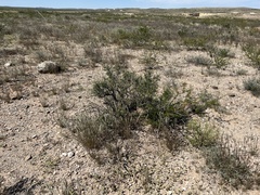 Condalia ericoides