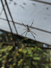 Nephila pilipes