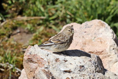 Linaria flavirostris