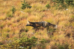 Vulpes vulpes cascadensis