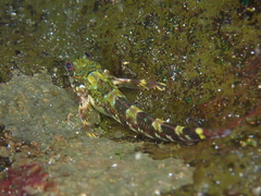 Helcogrammoides chilensis