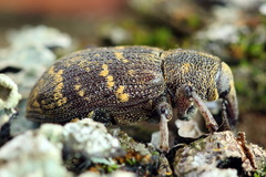 Hylobius abietis