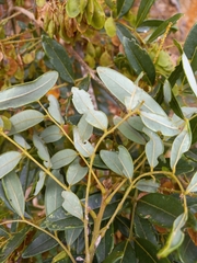Sapindaceae