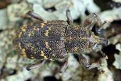 Hylobius abietis