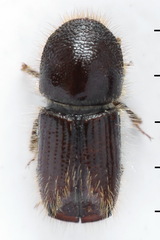 Ips typographus