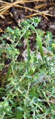 Euphorbia aleppica