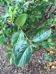 Aronia melanocarpa