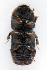 Ips typographus