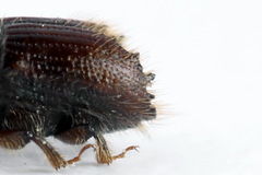 Ips typographus