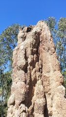 Nasutitermes triodiae