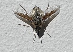 Bombyliidae