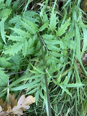 Valeriana officinalis