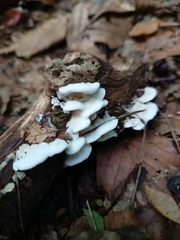 Gloeoporus dichrous