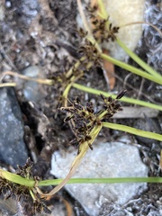 Cyperus fuscus
