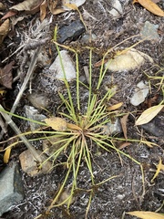 Cyperus fuscus