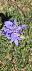 Moraea australis