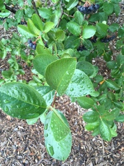 Aronia melanocarpa