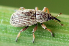 Exapion elongatulum