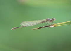 Enallagma cardenium