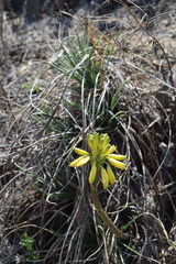 Aloe dominella