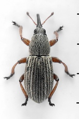 Exapion elongatulum