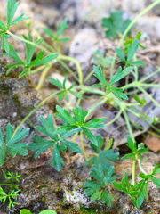 Geranium solanderi