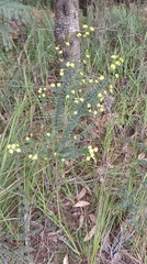 Pimelea flava