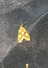 Miltochrista distributa