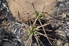 Aloe dominella
