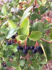 Aronia melanocarpa