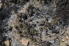 Aloe dominella