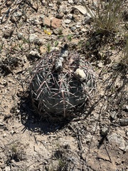 Echinocactus horizonthalonius