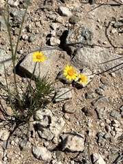 Thymophylla pentachaeta