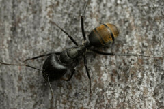 Camponotus aeneopilosus