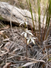 Caladenia ustulata